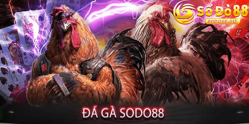 Đá Gà Sodo88